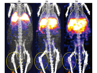 抗体/抗体衍生物