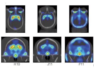 Evaluation of animal disease models using in vivo imaging